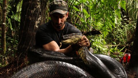 Watch this naturalist get swallowed whole by an anaconda