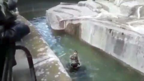 Disturbing footage shows man wrestling a bear after jumping into a zoo enclosure