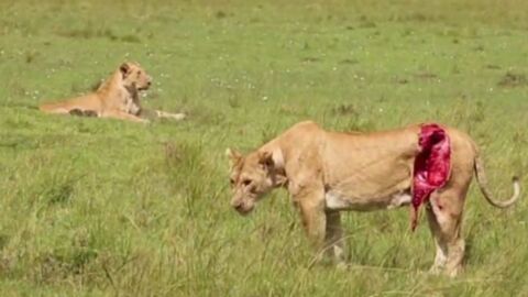 This lioness was left for dead… Then something amazing happened