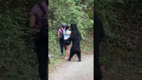 A shameless bear decides to crash the selfie of mindless tourists