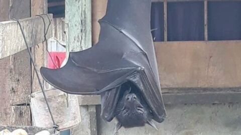 This photo of a 'human sized' bat is taking the internet by storm