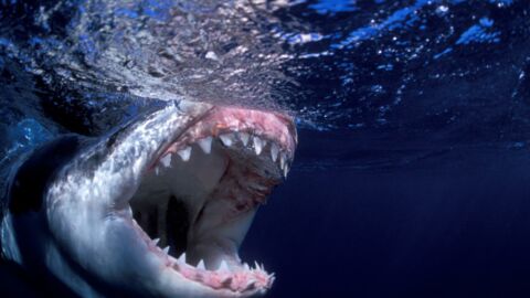 Ranked: The World's Most Dangerous Predators Ranked - It's Not What You'd Expect
