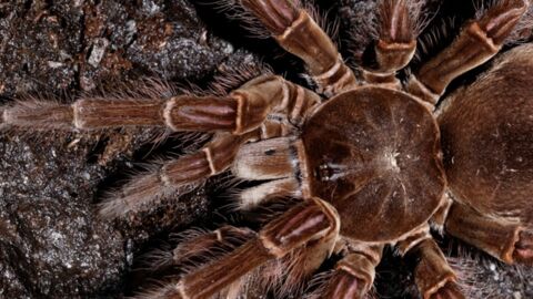 This Terrifying Creature Is the World's Largest Spider