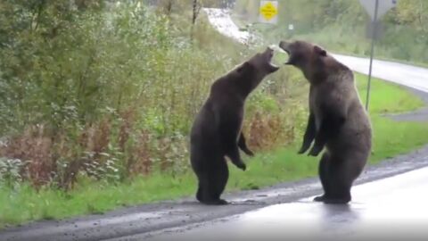 This wild footage shows two bears having a very human-like fight