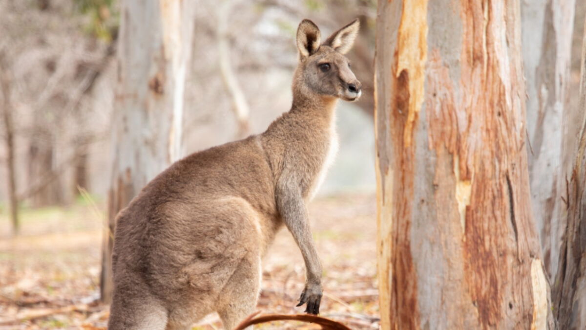Shocking Footage Shows a Man Punching a Kangaroo In the Face