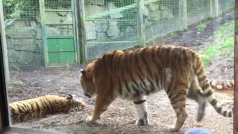 Why you should never wake up a sleeping tiger (VIDEO)