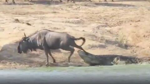 This Crocodile was making a meal out of a wildebeest...Until something bigger came along