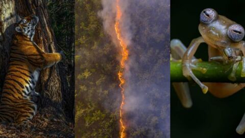 Discover the best wildlife pictures of 2020
