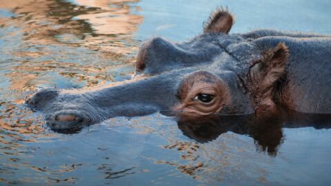 A driver was violently attacked by a hippopotamus in South Africa