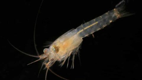A new shrimp species has been discovered in the middle of London