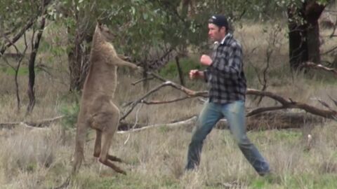 This man squared up with a kangaroo to save his dog