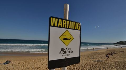 Australian surfer dies after being attacked by a shark