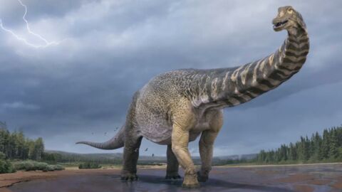 Meet Australotitan, the largest dinosaur ever unearthed in Australia