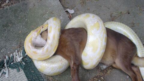 A python was about to make a meal out of this dog