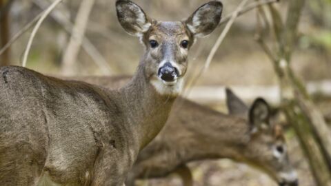 Coronavirus antibodies have been detected in wild deer. Here’s what it means
