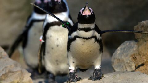 Swarm of bees kills 63 endangered penguins in South Africa 