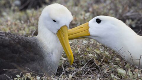 Climate change blamed for spike in ‘divorce’ rate among albatrosses 