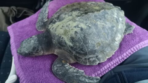 Rare, endangered sea turtle washes up on Welsh beach 