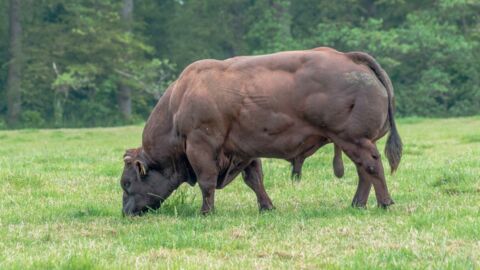 The Belgian Blue: The most muscular bull in the world