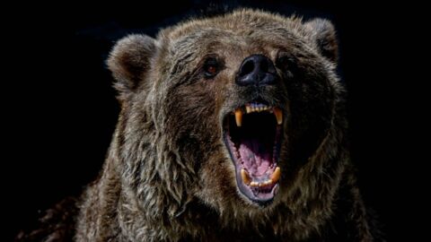 Bear devours tourist in front of his terrified friends at a Russian national  park