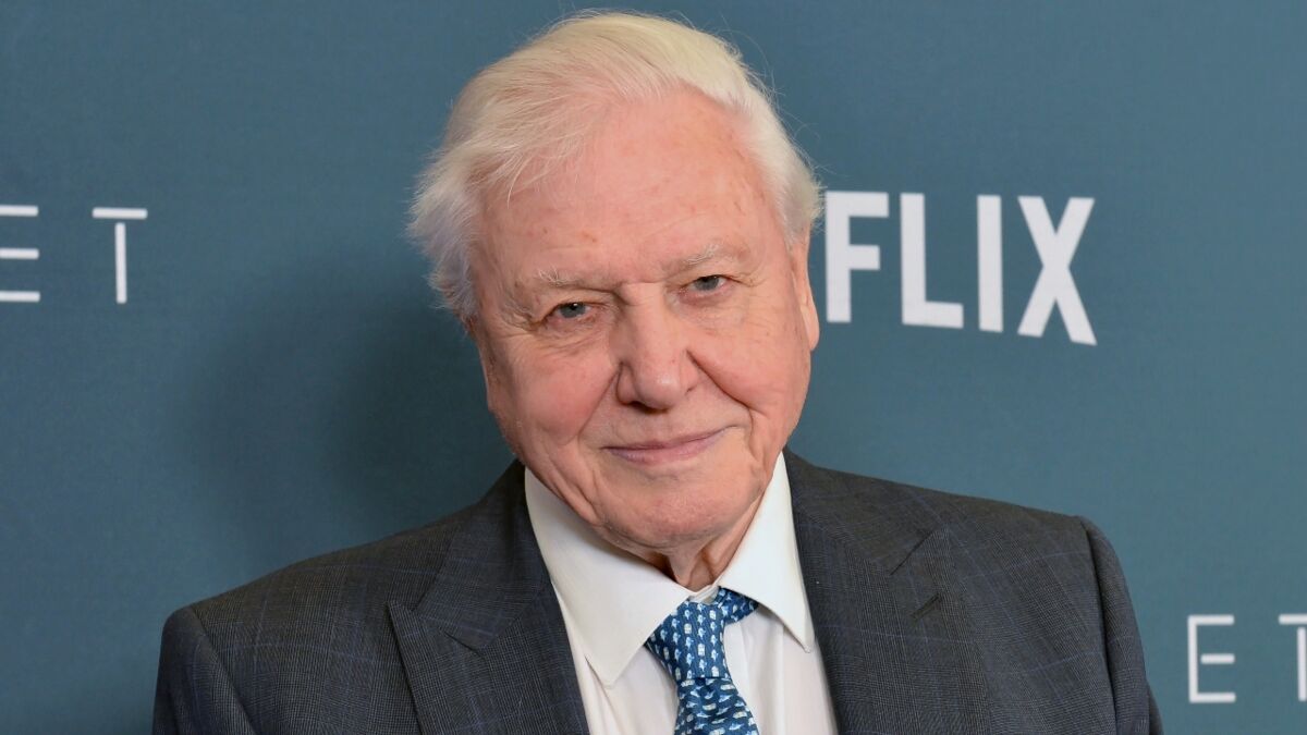 David Attenborough Why was the broadcaster nominated for the Nobel