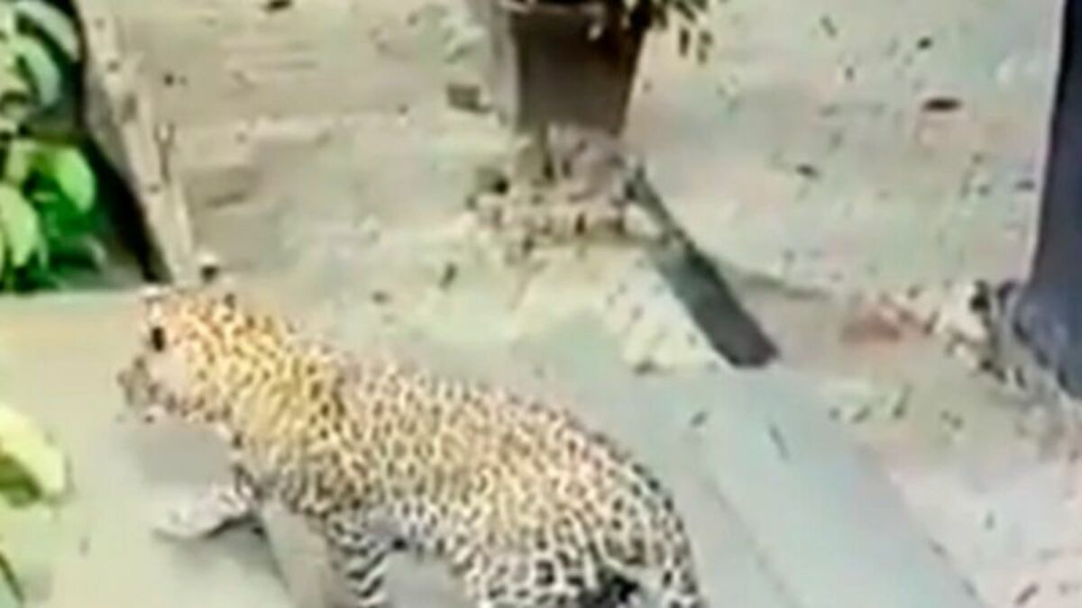 Check Out This Amazing Video Of A Dog's Miraculous Escape From A Hungry  Leopard
