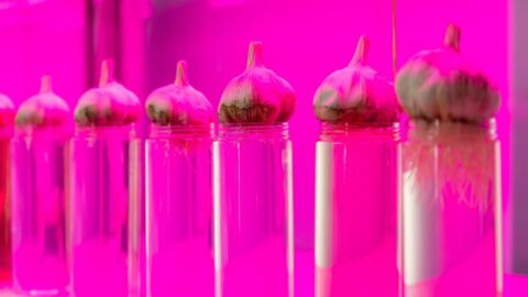 One of the world's oldest experiments germinates 142-year-old seeds