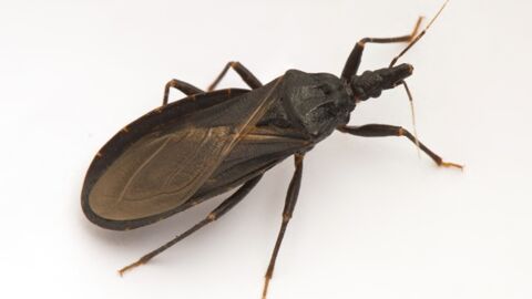 Meet the kissing bug, and why you should stay away from it at all costs