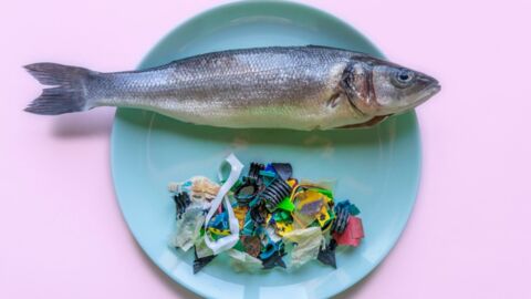 This is the scary amount of plastic we eat every week