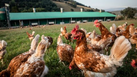 North Wales: Bird flu confirmed in poultry and wild birds 