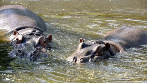 Runny-nosed hippos test positive for Covid-19 