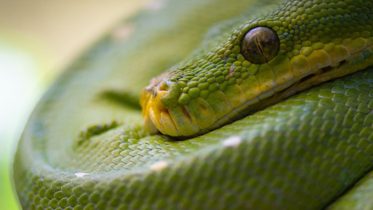 Snakes survived the asteroid that wiped out the dinosaurs, this is how