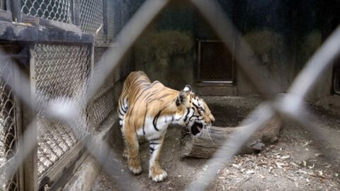 A Tiger Tested Positive for COVID-19 – Could This Mean Animals Are Contagious?