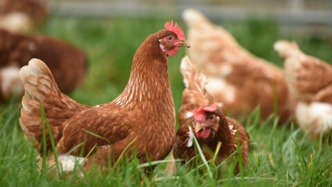 Bird flu: Here's how you can stay safe during an outbreak