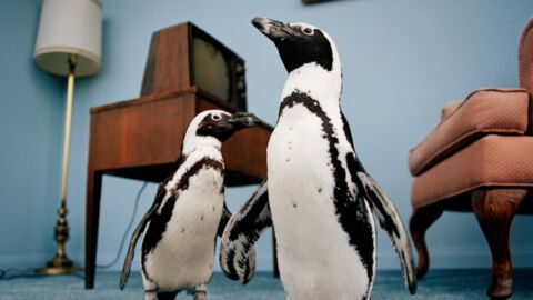 Researches Have Found That These Penguins Speak Similarly To The Way We Do