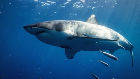 This is the world's largest great white shark and she's 6 metres long
