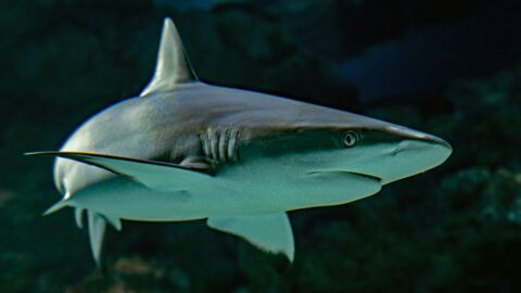 Prey becomes predator: Unsuspected animal has been observed attacking sharks