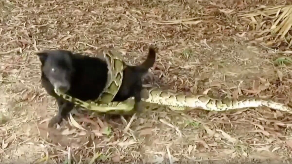 This dog was being squeezed to death by a python - until he made an ...