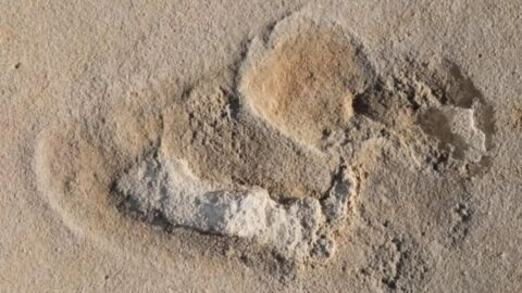 Oldest footprints of pre-humans discovered in Crete 