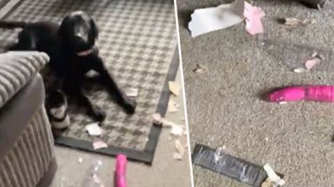 This Dog Stole Their Neighbour’s Package Containing a Toy That’s Not Meant for Animals