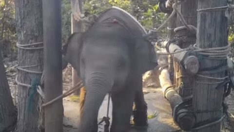 An NGO Shared Shocking Footage of the Cruel Treatment of "Tourist Elephants" in Thailand (VIDEO)
