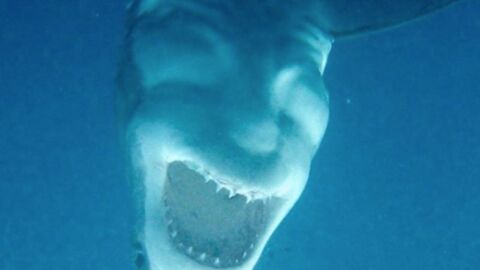 Optical Illusion: Satan's Face Mysteriously Appears On This Shark