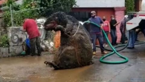 'Giant rat' discovered during clearance of underground drainage system