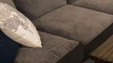 This Woman Bought a Used Sofa and Found Something Living Inside