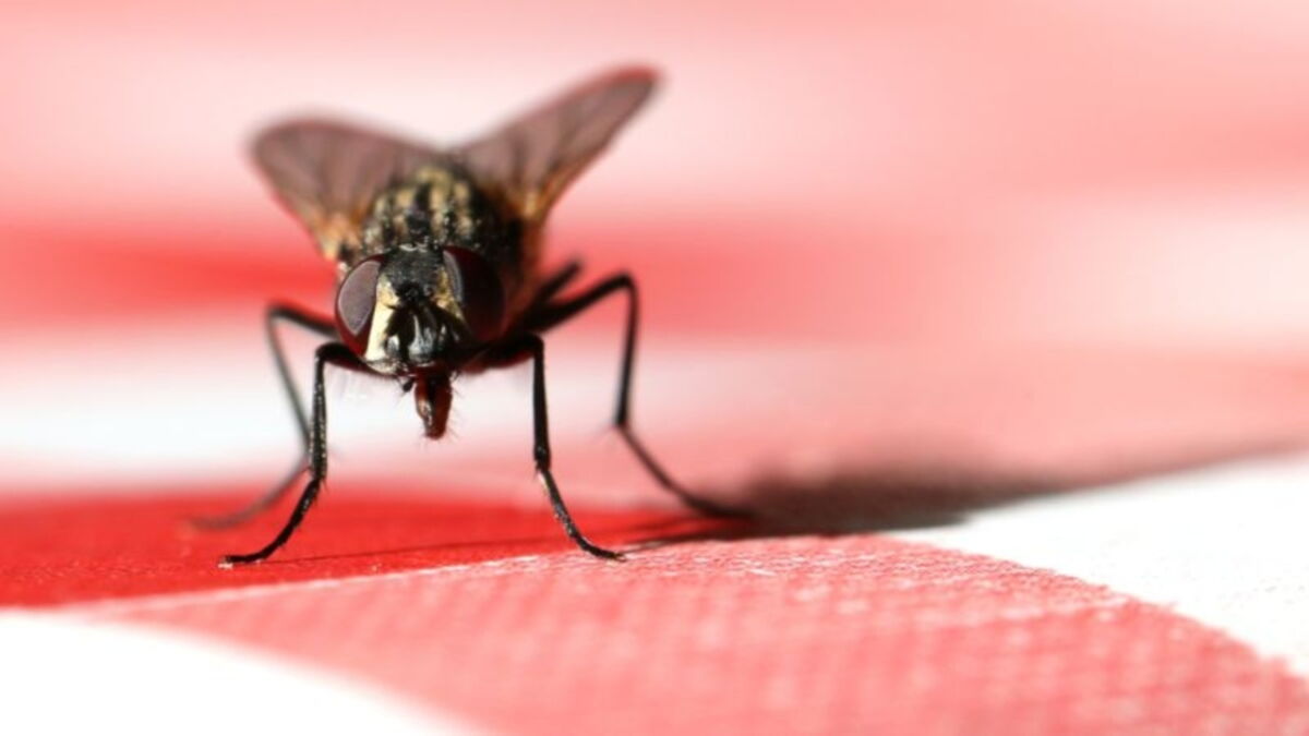 A Man Blows Up His Kitchen Trying to Kill a Fly