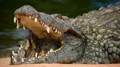 This killer crocodile might still be at large after eating 300 humans