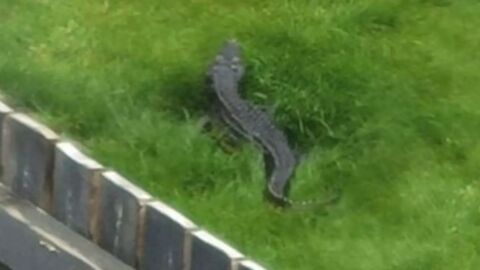 Yorkshire woman discovers 4ft-long crocodile in back garden