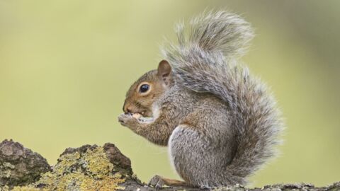Rogue squirrel attacks 18 people in two-day rampage 