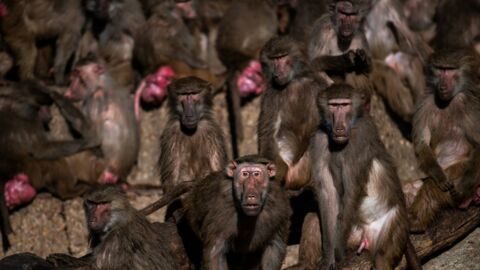 Troop of monkeys kills up to 250 dogs in revenge attacks