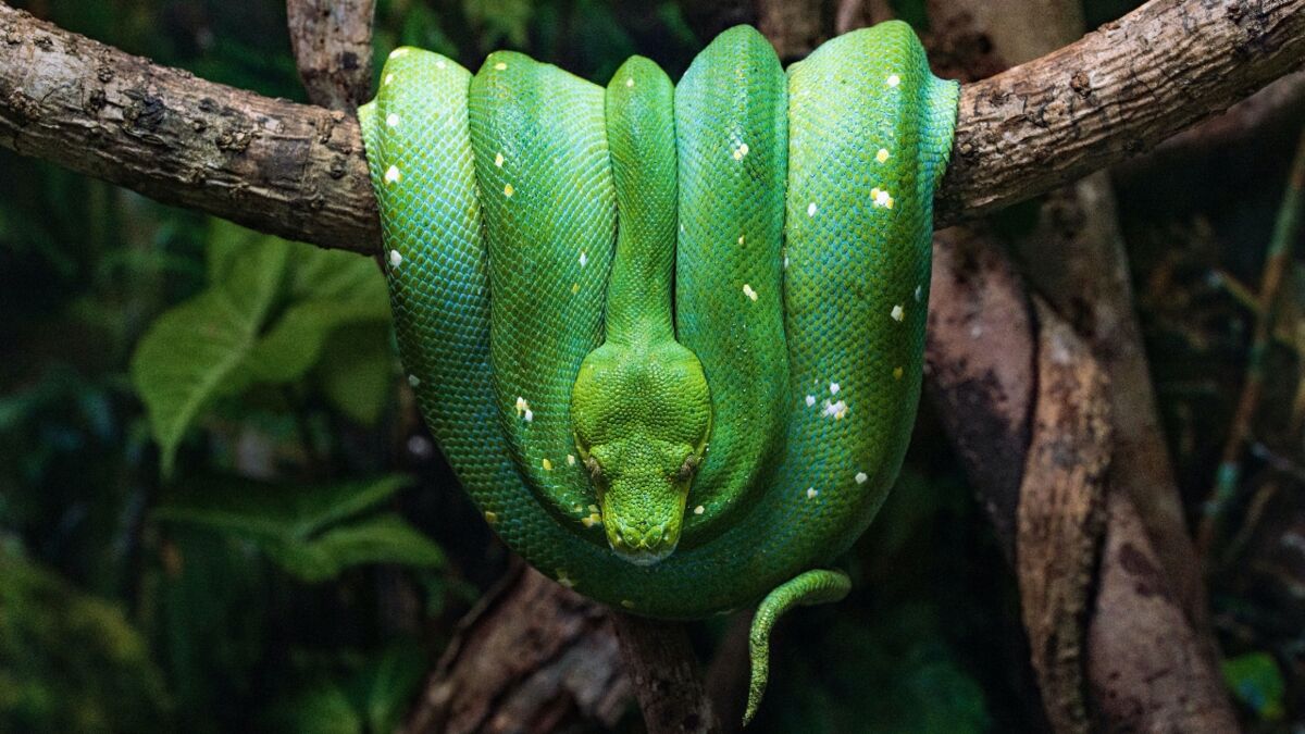 prehistoric python